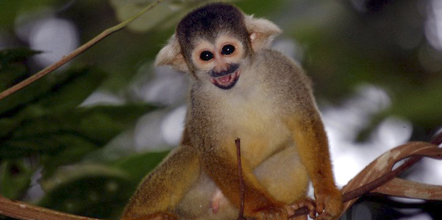 squirrel monkey saimiri