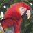 Tambopata Amazon macaw clay lick Cusco Perú